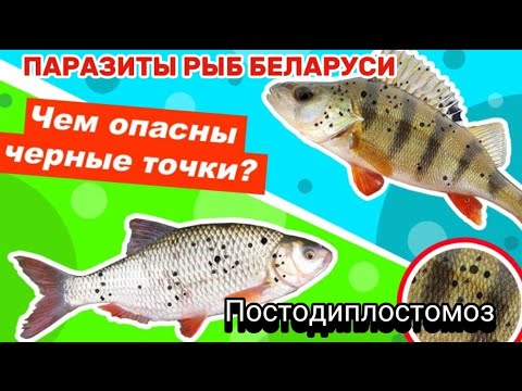 ЧЕРНЫЕ ТОЧКИ НА РЫБЕ! Можно ли ЕСТЬ РЫБУ с черными точками