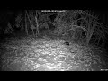 Red Fox 2-20-2026 8:27 PM