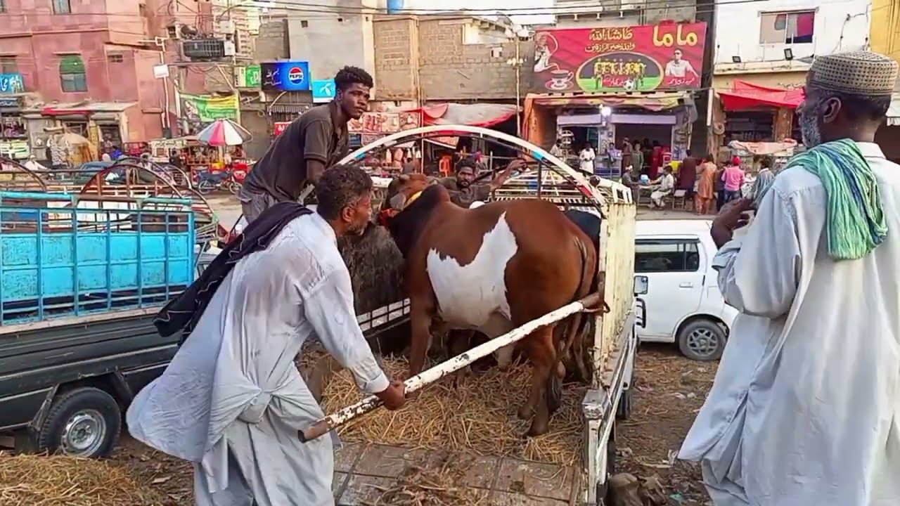 BULL'S LOADING IN TRUCK | DANGEROUS BULL | BULL'S 2024 