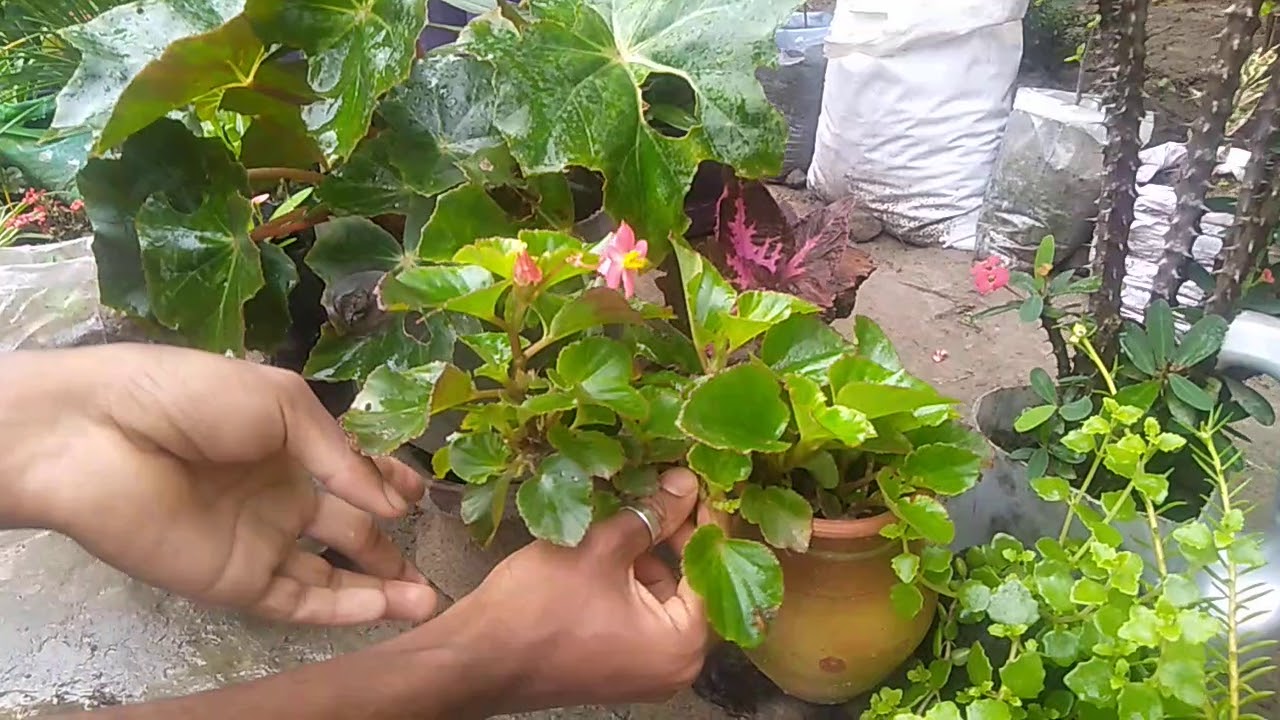 how to care begonia plant in summer / and soil mix 
