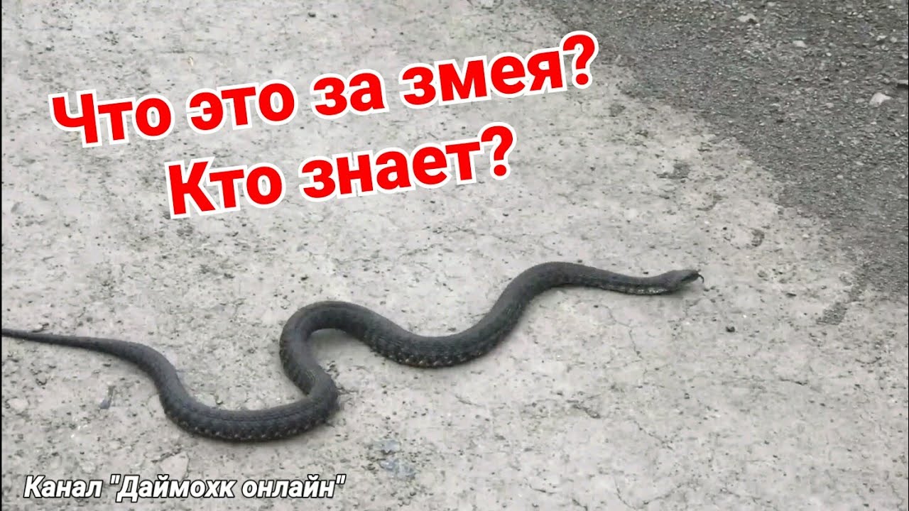 Характеристика человека змея