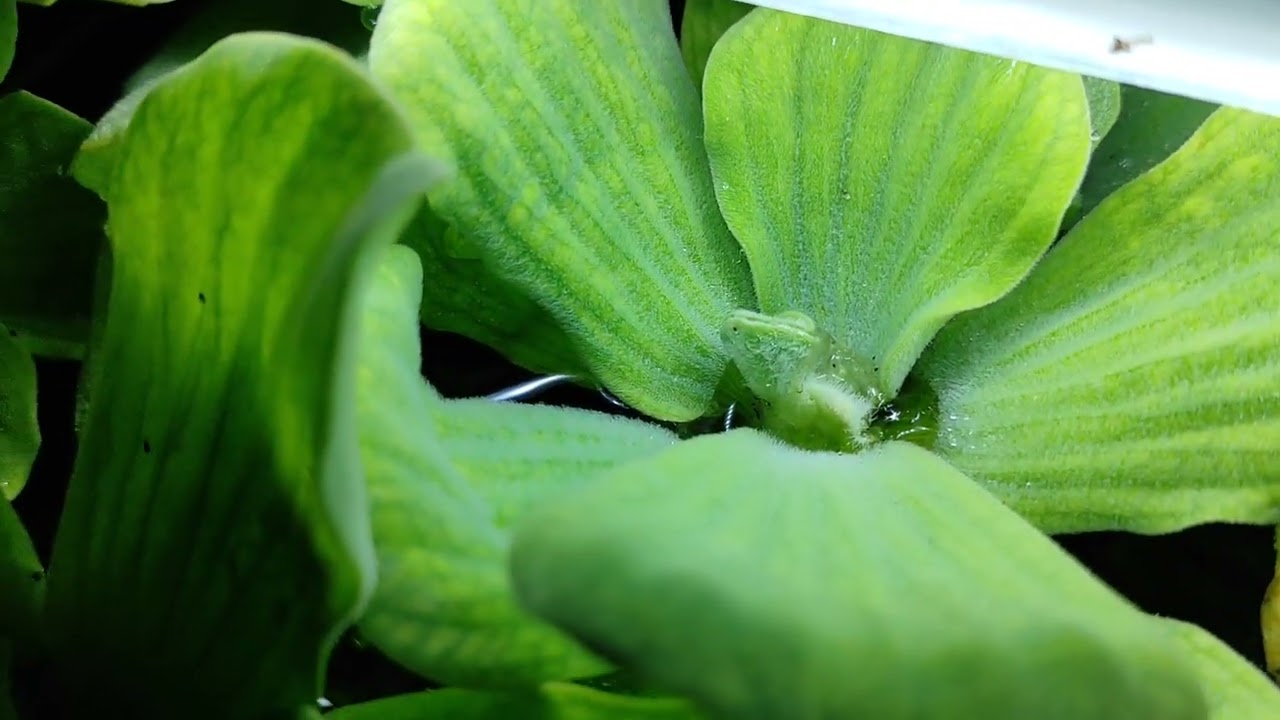Muschelblume/Wassersalat blüht