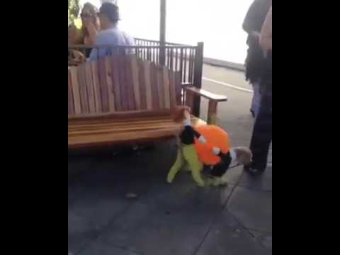 Dog carries a pumpkin