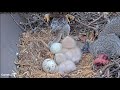 Cornell Lab  Red-tailed Hawks- Myszołowy rdzawosterne-Karmienia i starcia maluszków 🐥🌹🍀🐥🌹🍀🥚🍀🌹🥚🍀🌹