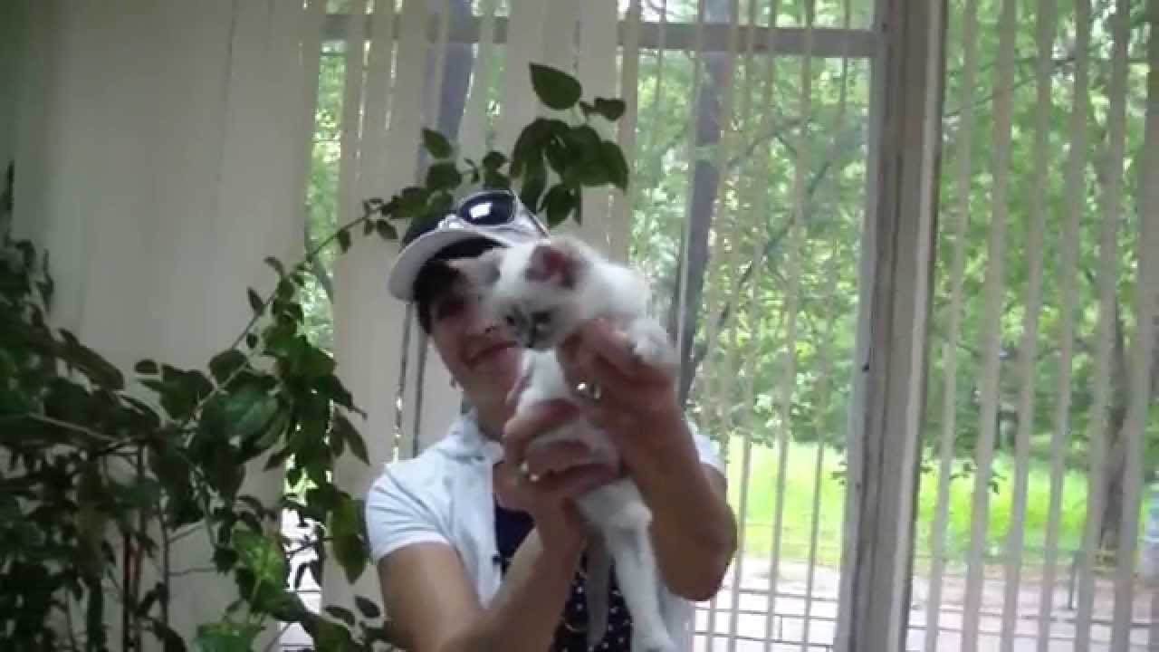 кошки породы Прием в клубе кошек PCA 05.07.2015г
