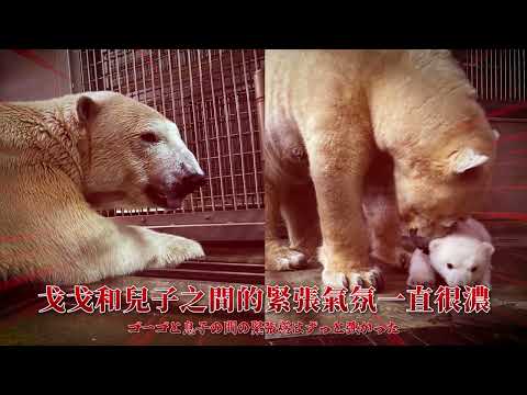 ✨【會員專屬】2026/1月北極熊兒子跟爸爸的衝突?橫濱動物園的其他動物?台灣以前有北極熊?【許伯簡芝】