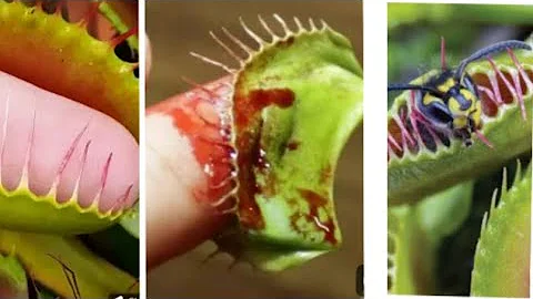 Hungry Venus flytraps snap shut on a host of unfortunate flies| Life - Venus fly traps can COUNT!😲🔥