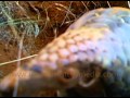 Pangolin emerging from burrow (rare!)