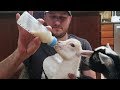 Bottle Feeding Baby Goats