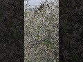 Апрель 2025, Кубань, пташки счастливы