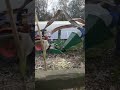 suikermais resten door hakselaar.