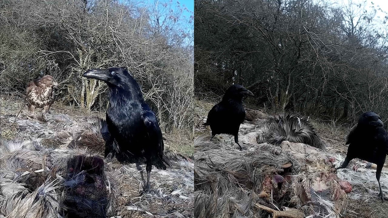 splitscreen / difference:  raven and common crow . Unterschied Kolkrabe und Rabenkrähe