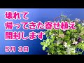 壊れて帰ってきた寄せ植えの開封の儀　#プランツギャザリング