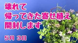 壊れて帰ってきた寄せ植えの開封の儀　#プランツギャザリング