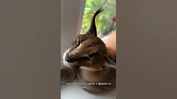 Нужна ли клетка каракалу?? #cats #caracal #cat #каракал #каракет #animal #kitten #caracat