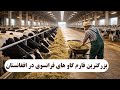 بزرگترین فارم گاو های نسل فرانسوی در افغانستان