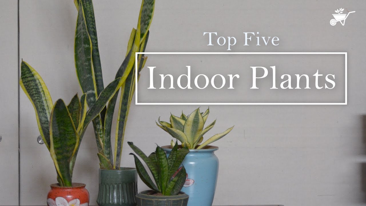 Top 5 Indoor Easy to Maintain Plants YouTube