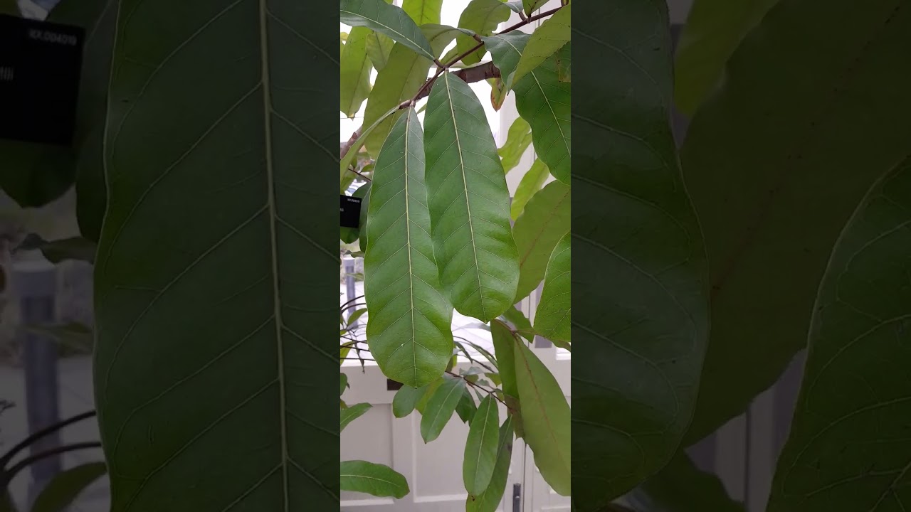 Carapa guianensis / Карапа гвианская /