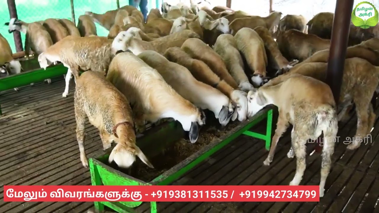 90 நாட்களில் அதிக லாபம் தரும் செம்மறியாடு வளர்ப்பு   Sheep farming