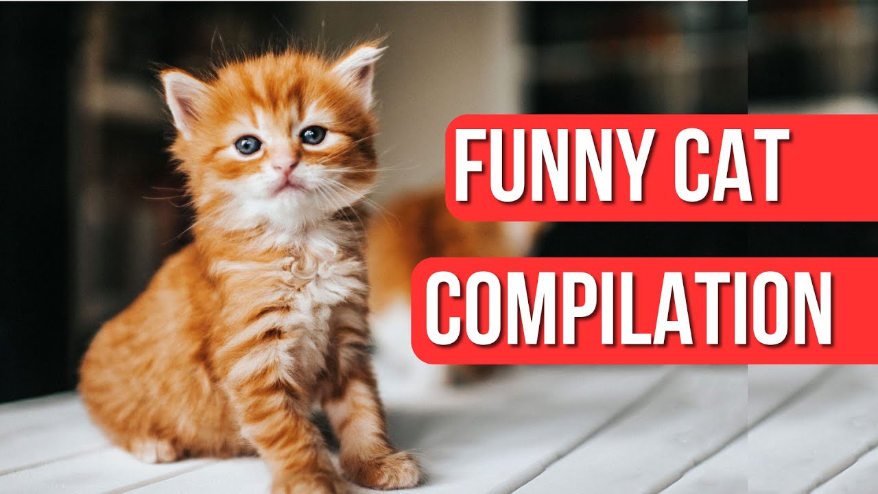 Cats Gone Wild: A Laugh-Filled Compilation of Funny Feline Moments ...