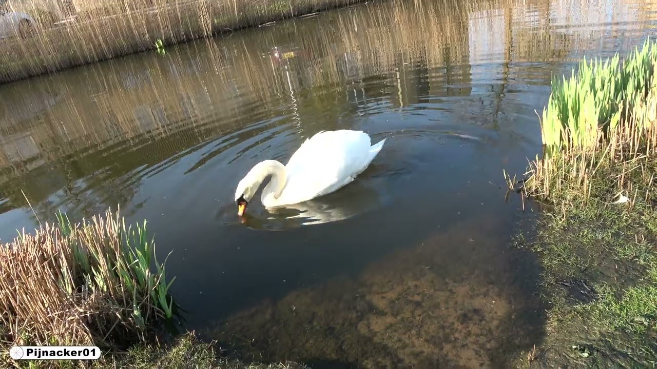 Cob Swan on Dutch Canal