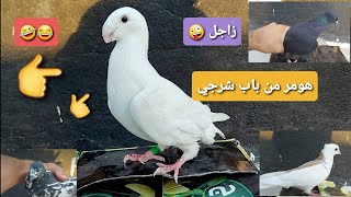 زاجل هومر 😂 من باب شرجي وجبنه تور وطيرناهن شوفو تار اليلعب شلونه😎🤓!!