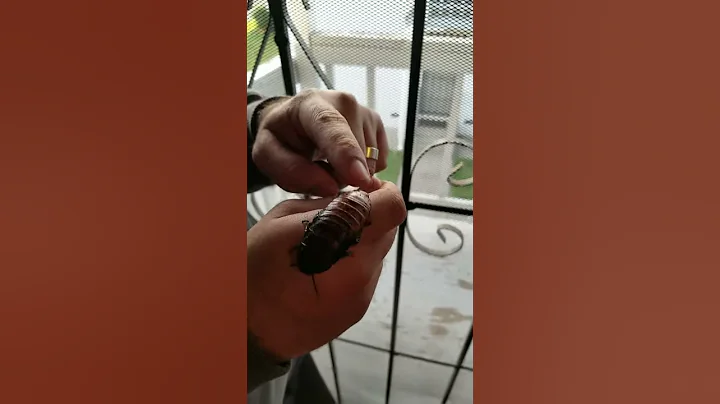 Ahmeds new friend