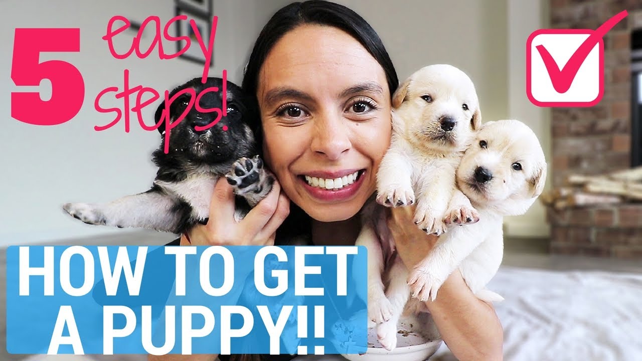 Get Your Parents to Say YES to a PUPPY, Guaranteed!! 5 Easy Steps