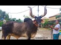 468 | Qurbani 2018 | Kankraj Special | Getting Ready | Sharif Agro | ZbGH 2018