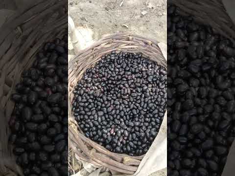 جامن#jammu #villagelife #nature