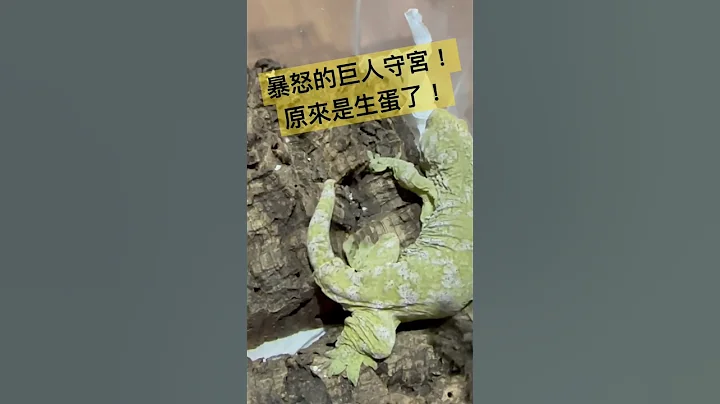 暴怒的母亲！巨人守宫又生蛋了！一年生6-12颗蛋！难怪美国入门的只要400元很便宜！美国进口动物MorphMarket团购 #青蛙爸爸 动物进出口贸易 - 天天要闻