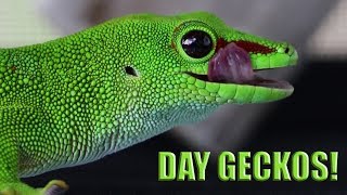 Awesome Day Geckos!  Hobby Breeders