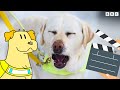  funniest dogs ever  dog squad bloopers  cbeebies