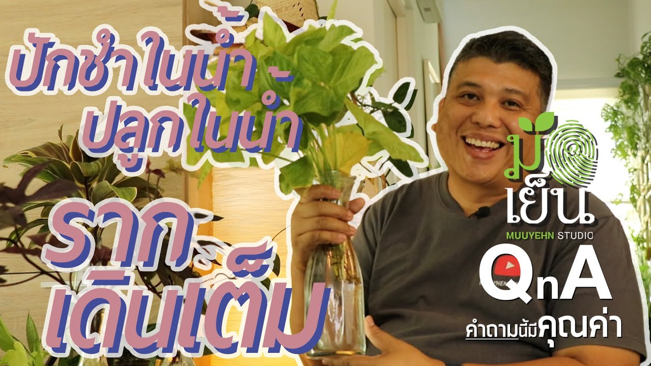 ปักชำในน้ำ ปลูกในนำ้ รากเดินเต็ม จัดการได้ 2 แนวทาง จะย้ายกระถางด็ได้ ให้ปุ๋ยเพิ่มก็ดี
