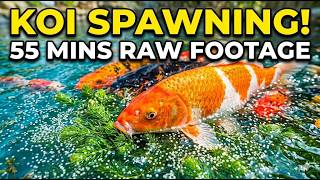 Nature is Amazing! 55+ Mins of Koi Fish Spawning & Laying Eggs