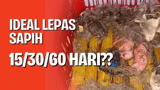 Kelinci anakan bisa di sapih berdasarkan usia! Bukan bobotnya
