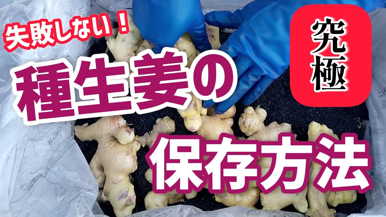【生姜の保存】失敗しない！種生姜の保存方法【髭サン農家】