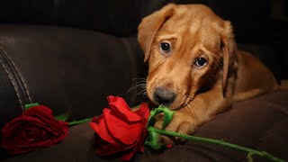 These bachelor pups are still searching for their Valentine. Will you be accept their final rose?🌹 by Wild Country Ranch 165 views 3 months ago 25 seconds