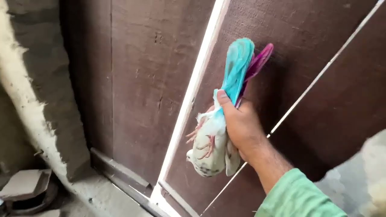 ਅੱਜ ਆਪਾ ਚੀਨੇ ਨੂੰ ਉਡਿਆ ਪਰ ? 🕊️ਦੋਖੇ ਵਿਡਿਉ 🙏🏻❤️