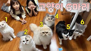 고양이를 6마리나 키우게 된 이유 🐺🐱🐺🐱🐺🐱 최초공개 합니다 | 뚜아뚜지TV