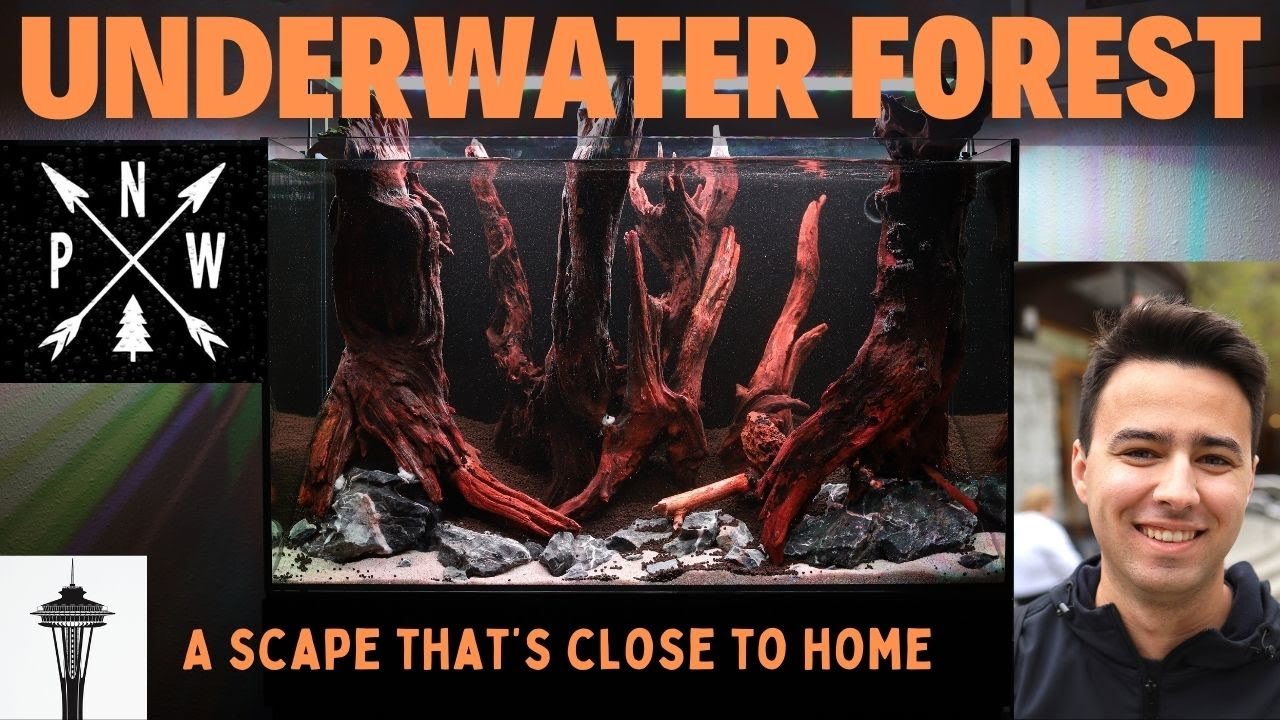 BUILDING A FOREST AQUASCAPE!