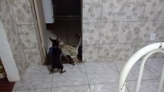 Se não tem cão,  cruza com o gato!!