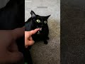 Curious Cat falls off the couch - Cat World 🔥 Crazy Moment!