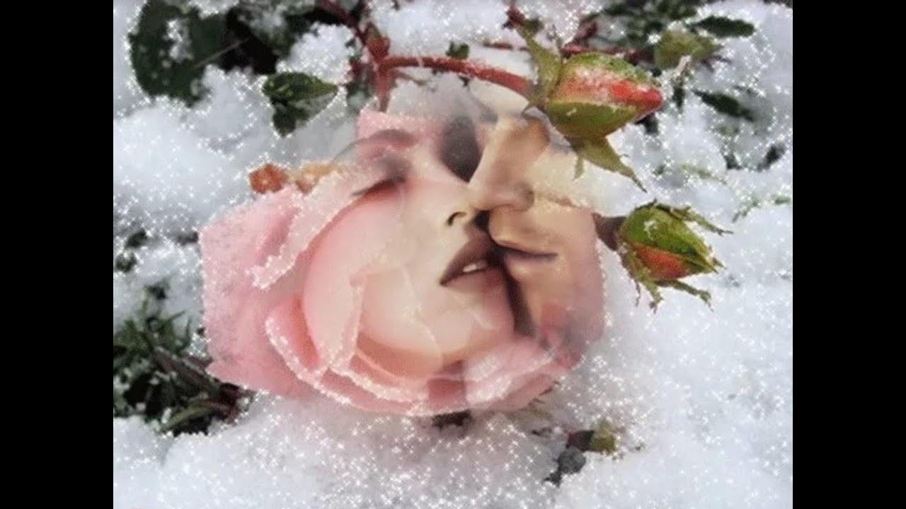 Прощание со снегом. Зимние цветы. Цветы зимой. Цветы в снегу. Розы зимой.