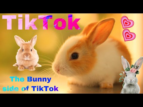 The Bunny side