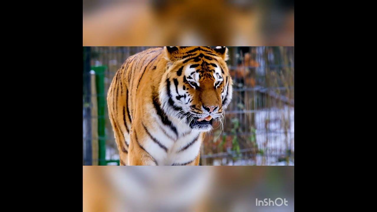 Tiger Sound Effect Loud, Sound of tiger growling.... 🐅 😳 🐅 🐯 tiger 🐅 🦁