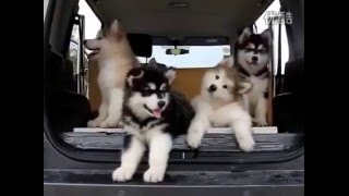 malamute puppy or husky ?! by Ani P. 5,345 views 8 years ago 59 seconds