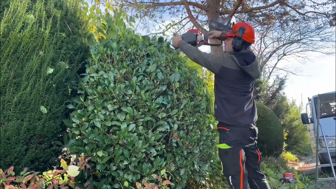 Kirschlorbeer schneiden ️🍀 so gelingt der Formschnitt YouTube