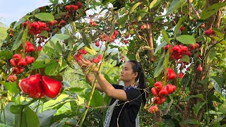 Harvesting Roi fruit to sell at the market - was attacked by bad guys