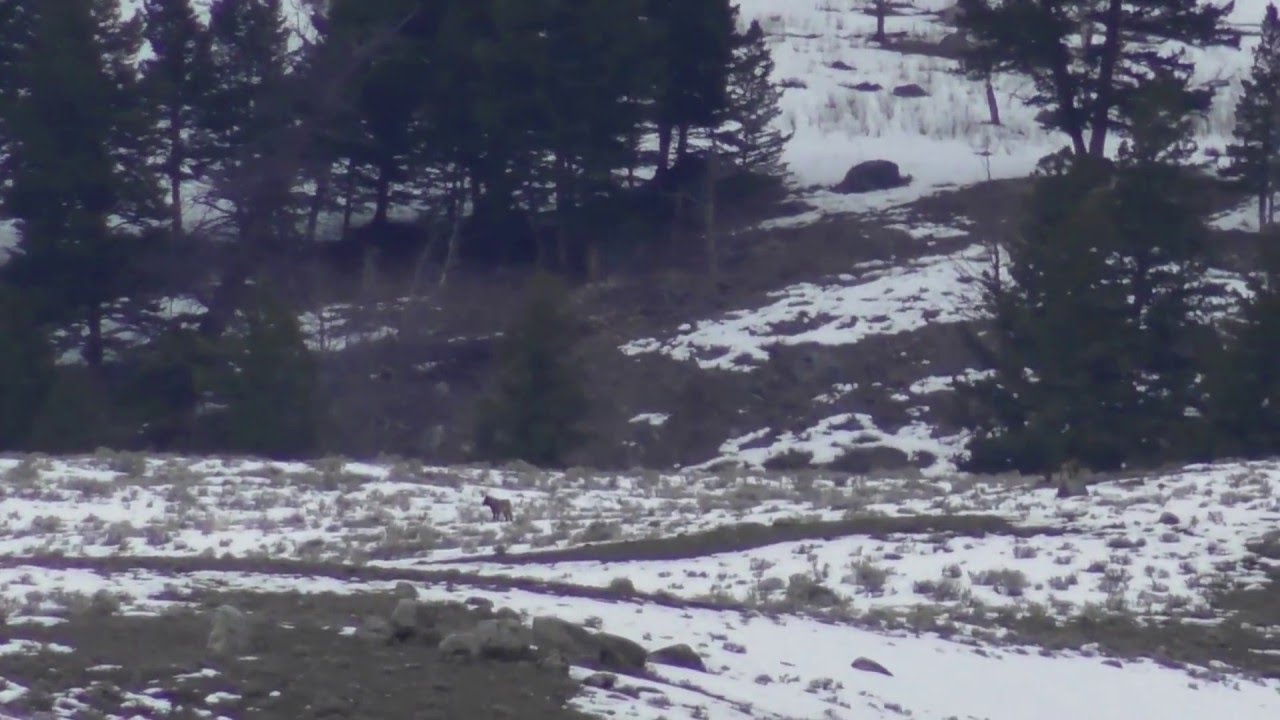 ultra marathon Prospect Peak Wolves Pack all together